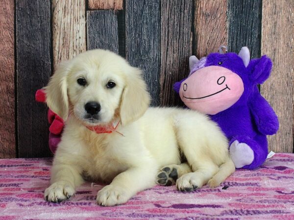 Golden Retriever-DOG-Female-Golden-25339-Petland Scottsdale, Arizona