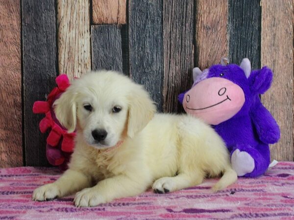 Golden Retriever-Dog-Female-Golden-25338-Petland Scottsdale, Arizona