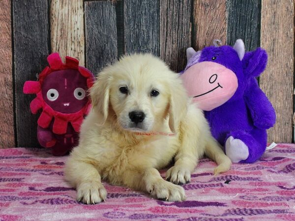 Golden Retriever-Dog-Female-Golden-25340-Petland Scottsdale, Arizona
