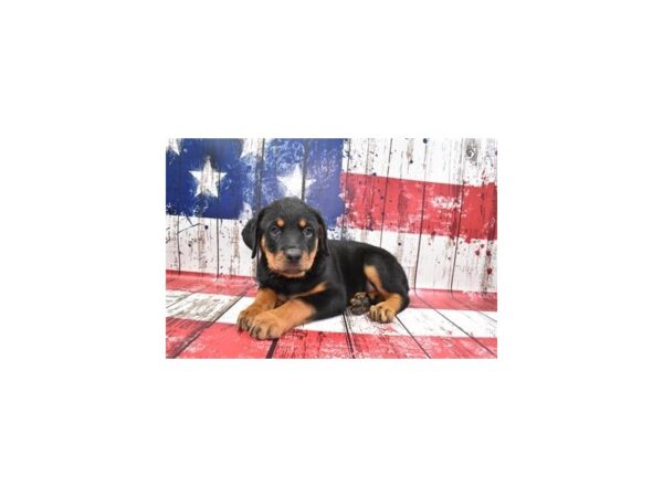 Rottweiler-DOG-Female-Black and Mahogany-25350-Petland Scottsdale, Arizona