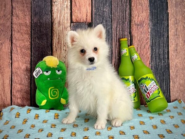 American Eskimo Dog-Dog-Male-White-25348-Petland Scottsdale, Arizona