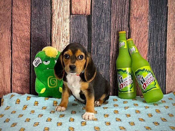 Beagle-DOG-Female-Black and Tan-25344-Petland Scottsdale, Arizona