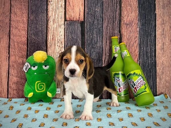 Beagle-Dog-Female-Black Tan / White-25354-Petland Scottsdale, Arizona