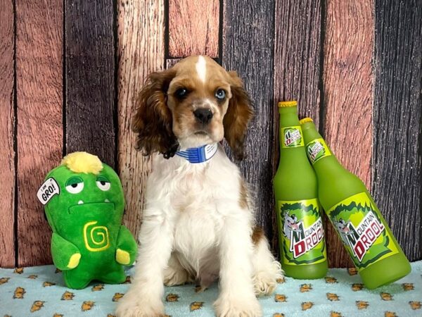 Cocker Spaniel-Dog-Male-Brown and White-25353-Petland Scottsdale, Arizona