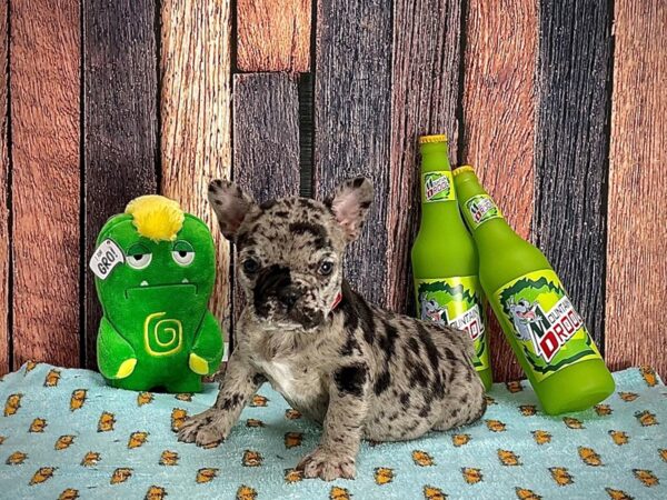 French Bulldog-DOG-Male-Blue Merle-25356-Petland Scottsdale, Arizona