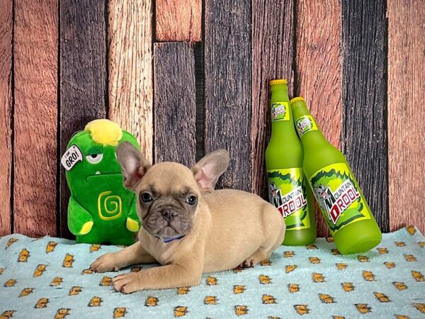 French Bulldog-Dog-Male-Blue Fawn-25346-Petland Scottsdale, Arizona