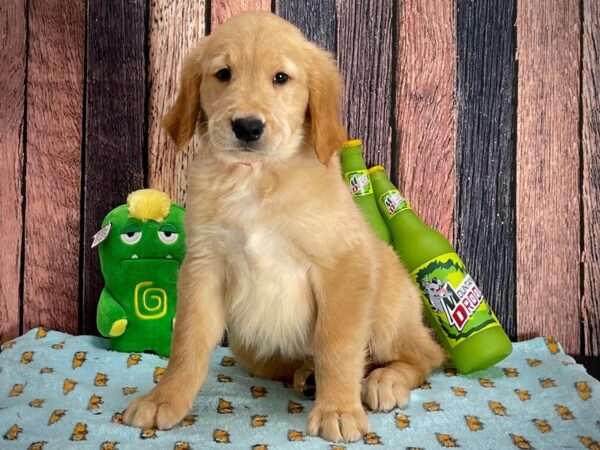 Golden Retriever-Dog-Female-Golden-25357-Petland Scottsdale, Arizona