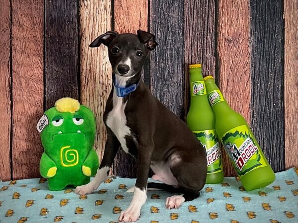 Italian Greyhound-Dog-Male-Seal-25359-Petland Scottsdale, Arizona