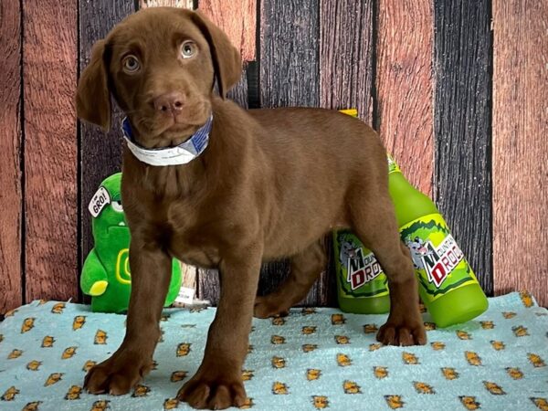 Labrador Retriever-DOG-Male-Chocolate-25351-Petland Scottsdale, Arizona