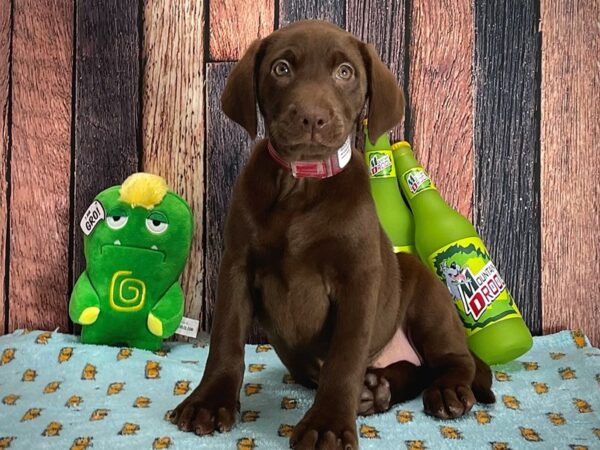 Labrador Retriever-Dog-Female-Chocolate-25352-Petland Scottsdale, Arizona