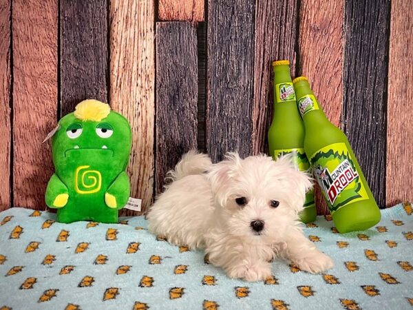 Maltese-DOG-Female-White-25360-Petland Scottsdale, Arizona