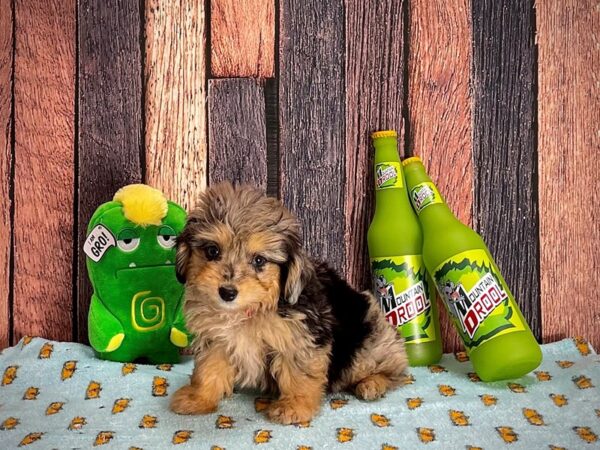 Miniature Australian Shepherd/Poodle-DOG-Female-Blue Merle / Tan-25364-Petland Scottsdale, Arizona