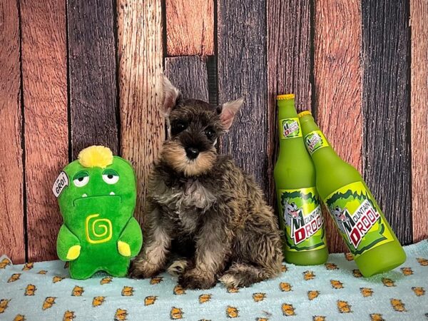 Miniature Schnauzer-DOG-Female-Salt / Pepper-25361-Petland Scottsdale, Arizona