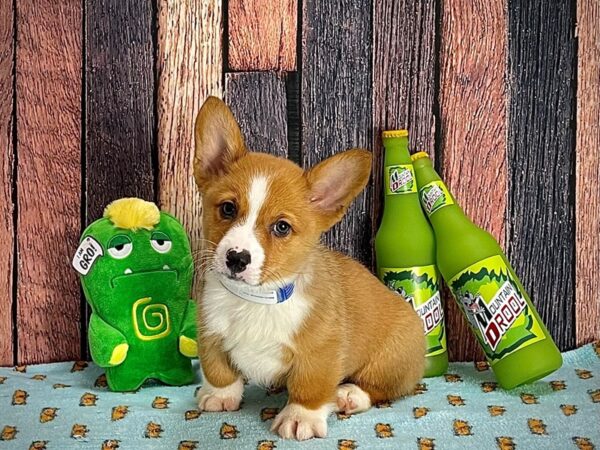Pembroke Welsh Corgi-DOG-Male-Red-25347-Petland Scottsdale, Arizona