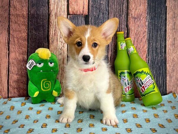 Pembroke Welsh Corgi-DOG-Female-Sable / White-25362-Petland Scottsdale, Arizona