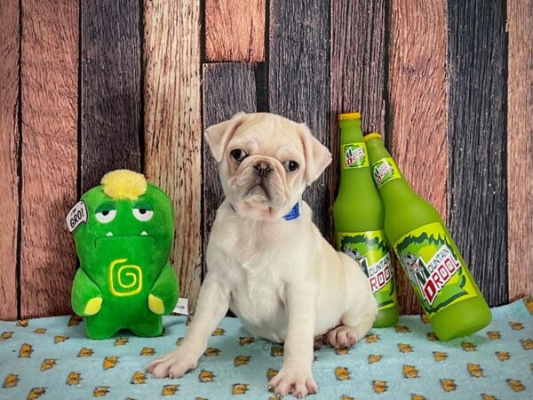 Pug-DOG-Male-Apricot Fawn-25349-Petland Scottsdale, Arizona