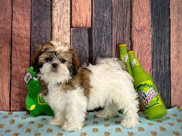 Shih Tzu-DOG-Female-Gold / White-25363-Petland Scottsdale, Arizona