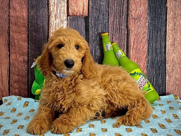 F1B Goldendoodle-Dog-Male-Golden-25366-Petland Scottsdale, Arizona