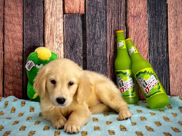 Golden Retriever-DOG-Female-Golden-25368-Petland Scottsdale, Arizona
