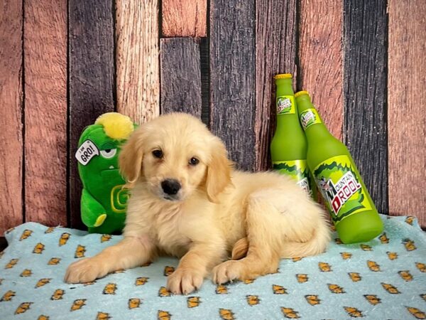 Golden Retriever-DOG-Female-Golden-25369-Petland Scottsdale, Arizona