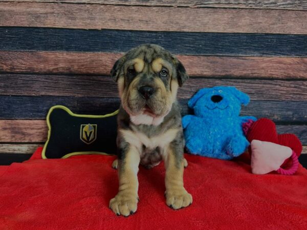 Ori Pei-Dog-Male-Blue Merle / Tan-25387-Petland Scottsdale, Arizona