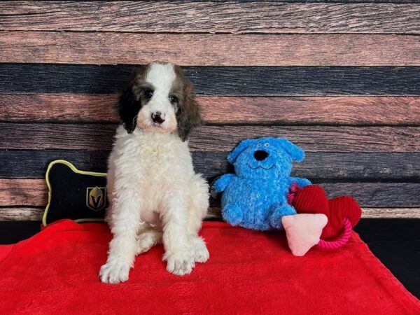 Standard Poodle-DOG-Male-White / Blue Merle-25384-Petland Scottsdale, Arizona