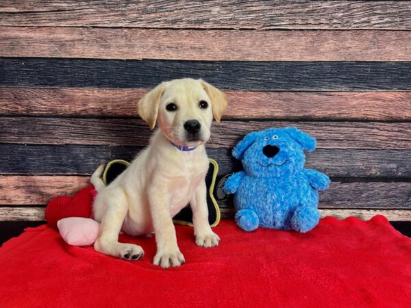 Labrador Retriever-DOG-Male-Yellow-25377-Petland Scottsdale, Arizona