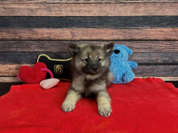 Keeshond-Dog-Male-Silver / Black-25376-Petland Scottsdale, Arizona