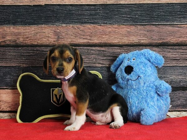 Beagle-DOG-Male-Black Tan and White-25396-Petland Scottsdale, Arizona