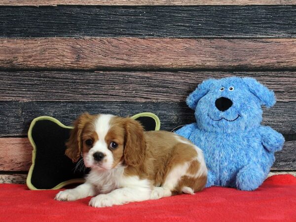 Cavalier King Charles Spaniel-DOG-Male-Blenheim-25398-Petland Scottsdale, Arizona