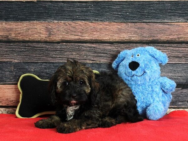 Cavalier King Charles Spaniel/Poodle-DOG-Female-Café-25399-Petland Scottsdale, Arizona