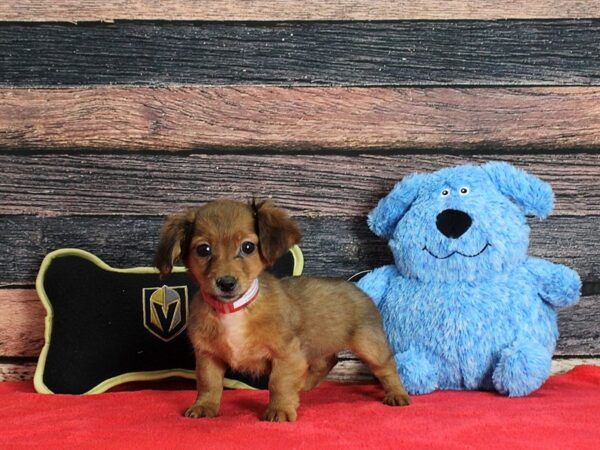 Chihuahua/Dachshund-DOG-Female-Wild Boar-25385-Petland Scottsdale, Arizona