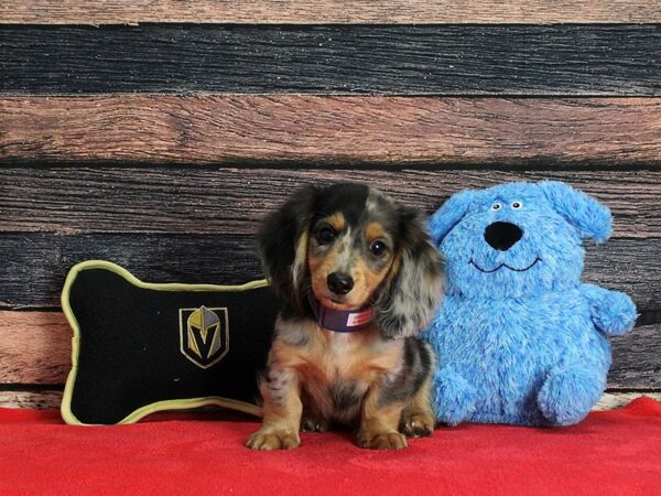 Dachshund-Dog-Male-Black / Tan-25373-Petland Scottsdale, Arizona