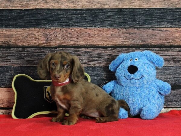 Dachshund-DOG-Female-Chocolate / Tan-25374-Petland Scottsdale, Arizona