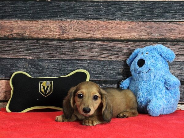 Dachshund-DOG-Female-Wild Boar-25375-Petland Scottsdale, Arizona