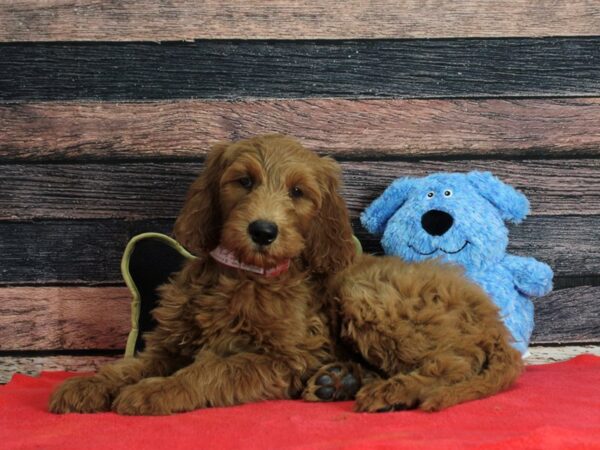 F1B Goldendoodle-DOG-Female-Golden-25406-Petland Scottsdale, Arizona