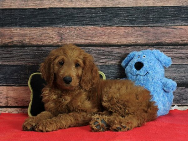 F1B Goldendoodle-Dog-Male-Golden-25407-Petland Scottsdale, Arizona