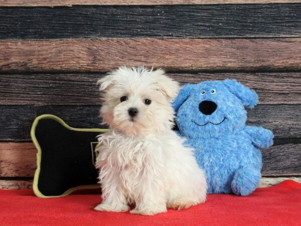 Maltese-Dog-Female-White-25390-Petland Scottsdale, Arizona