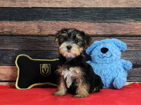 Maltese/Yorkshire Terrier-DOG-Male-Black / Tan-25386-Petland Scottsdale, Arizona
