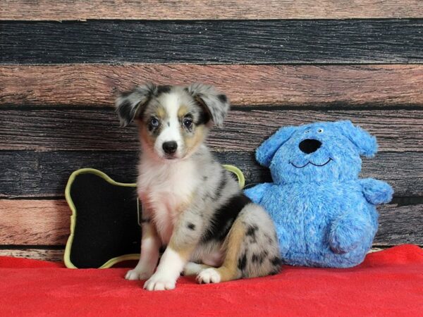 Miniature Australian Shepherd-DOG-Female-Blue Merle and White-25395-Petland Scottsdale, Arizona