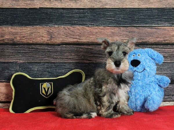 Miniature Schnauzer-Dog-Male-Salt / Pepper-25379-Petland Scottsdale, Arizona