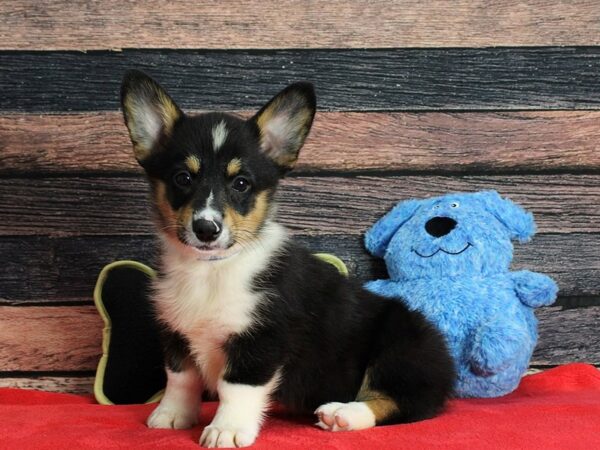 Pembroke Welsh Corgi-Dog-Male-Black and Tan-25391-Petland Scottsdale, Arizona