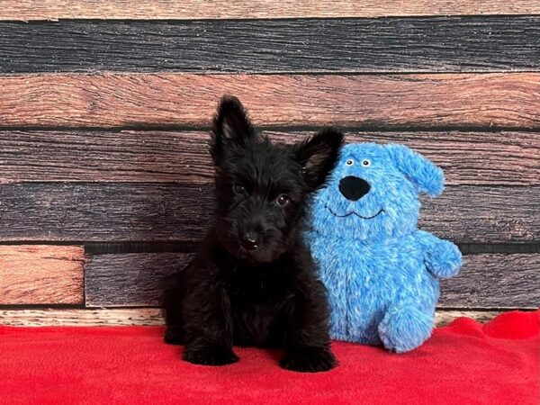 Scottish Terrier-DOG-Male-Black-25381-Petland Scottsdale, Arizona