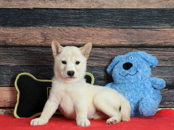 Shiba Inu-DOG-Male-White-25392-Petland Scottsdale, Arizona