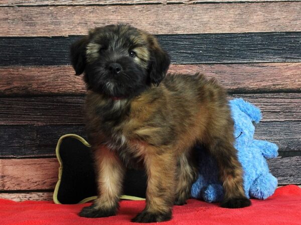 Soft Coated Wheaten Terrier-Dog-Female-Wheaten-25393-Petland Scottsdale, Arizona