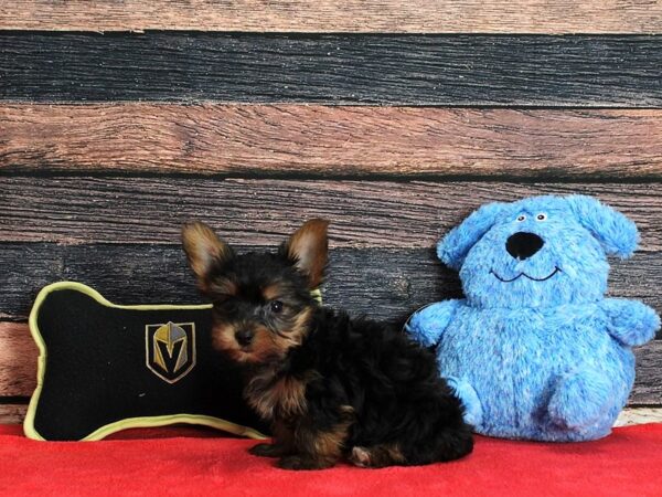 Yorkshire Terrier-DOG-Male-Black / Tan-25383-Petland Scottsdale, Arizona