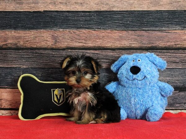 Yorkshire Terrier-Dog-Female-Black and Tan-25394-Petland Scottsdale, Arizona