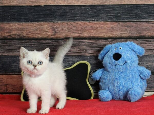 Exotic Short Hair-Cat-Female--25403-Petland Scottsdale, Arizona