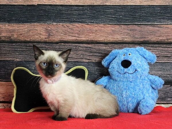 Munchkin/Persian Cat Female 25404 Petland Scottsdale, Arizona