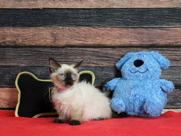 Munchkin/Persian-Cat-Female--25405-Petland Scottsdale, Arizona